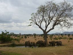 Tanzania Safaris - Mikumi National Park