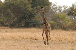 Tanzania Safaris - Katavi National Park