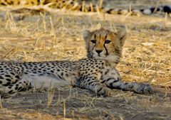 Camping Safari - Cheetah