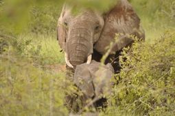 Tanzania Safaris - Selous Game Reserve