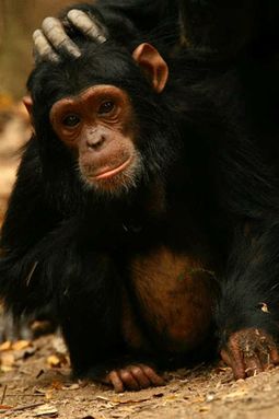 Tanzania Safaris - Mahale Chimpanzees