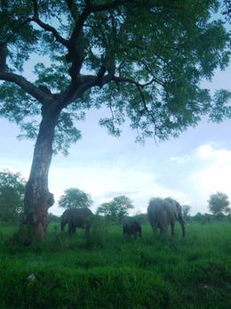 Safaris in Tansania - Mikumi Nationalpark