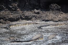 Safaris in Tansania - Katavi Krokodile