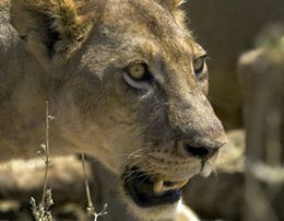 Tanzania Safaris - Lioness