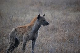 Tanzania Safaris - Saadani Hyena