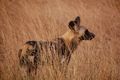 Tanzania Safaris - Wild Dog