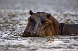 Tanzania Safaris - Saadani Hippo
