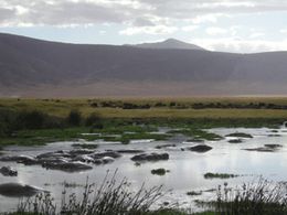 Safaris in Tansania - Ngorongoro Nilpferde
