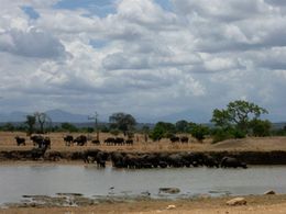 Safaris in Tansania - Mikumi Nationalpark