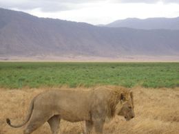 Safaris in Tansania- Ngorongoro Löwe