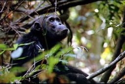 Tanzania Safaris - Mahale Chimpanzees