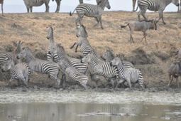 Tanzania Safari - Ruaha National Park
