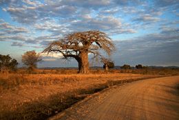 Tanzania Safaris - Mikumi Baobab
