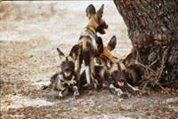 Tanzania Safaris - Selous Wild Dogs