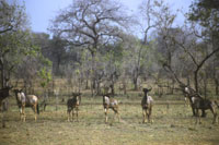 Tanzania Safaris - Serengeti National Park